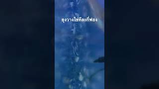 #สำรวจโลก #doxzilla #สารคดี #สารคดีสัตว์ #สารคดีสัตว์โลก