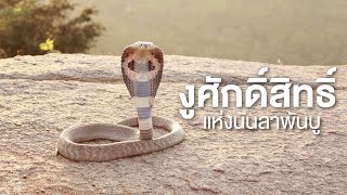 สารคดี สำรวจโลก ตอน งูศักดิ์สิทธ์แห่งนันลาพันบู