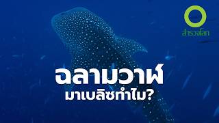 เบลิซ ซ่อนความลับอะไรของสัตว์ป่า ? | สารคดี สำรวจโลก