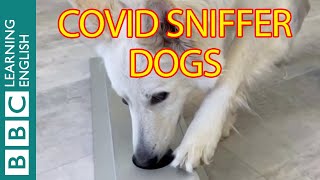 The sniffer dogs detecting coronavirus