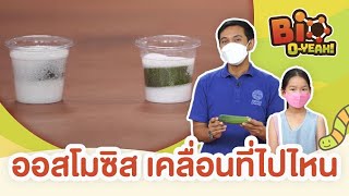 ออสโมซิส เคลื่อนที่ไปไหน | Bio O-YEAH!