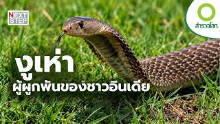 ทำไม “งูเห่า” จึงเป็นทั้งสัตว์อันตรายและสิ่งศักดิ์สิทธิ์ในอินเดีย | สารคดี สำรวจโลก