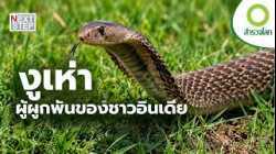 ทำไม “งูเห่า” จึงเป็นทั้งสัตว์อันตรายและสิ่งศักดิ์สิทธิ์ในอินเดีย | สารคดี สำรวจโลก