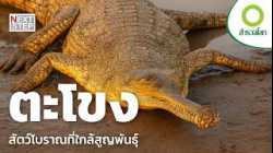 ปกป้องตะโขง สัตว์ที่เหลือรอดจากอดีตกาล | สารคดี สำรวจโลก
