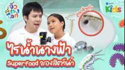 ? ส่องไรน้ำนางฟ้า Superfood ของสัตว์น้ำ ? | จิ๋วส่องโลก