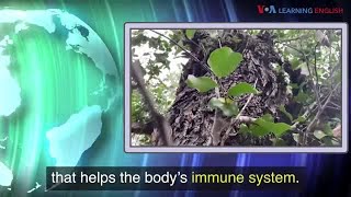 News Words: Immune System