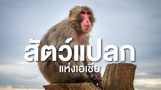 สำรวจโลก ตอน สัตว์แปลกแห่งเอเชีย