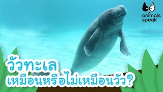 วัวทะเล เหมือนหรือไม่เหมือนวัว? | Animals Speak [By Mahidol Kids]