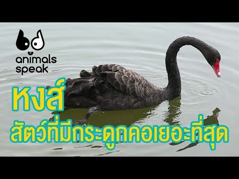หงส์ สัตว์ที่มีกระดูกคอเยอะที่สุด : Animals Speak [by Mahidol]