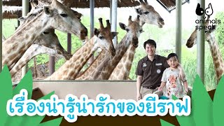 เรื่องน่ารู้น่ารักของยีราฟ | Animals Speak [Mahidol Kids]