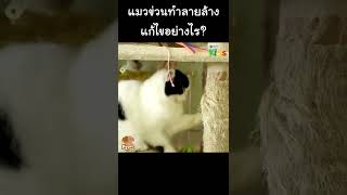 แมวข่วนทำลายล้าง แก้ไขอย่างไร? #Shorts