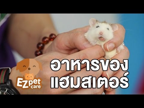 EZ pet care [by Mahidol] อาหารของแฮมสเตอร์