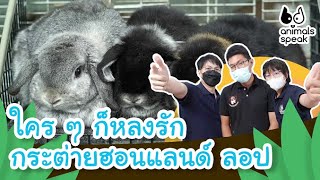 ใคร ๆ ก็หลงรักกระต่ายฮอนแลนด์ ลอป | Animals Speak