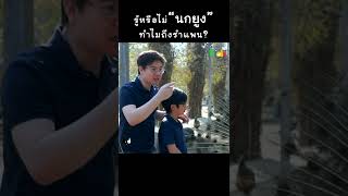 รู้หรือไม่ "นกยูง" ทำไมถึงรำแพน? #shorts