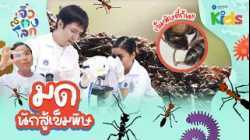 ? ชวนน้อง ๆ ส่องมด นักสู้เข็มพิษ ? | จิ๋วส่องโลก