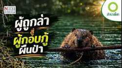 สัตว์ที่เคยเกือบสูญพันธุ์ สู่ฮีโร่เงียบที่ช่วยเยียวยาธรรมชาติ | สารคดี สำรวจโลก วิศวกรลับสร้างผืนป่า