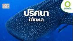 ความลับของทะเลลึก การรวมตัวครั้งยิ่งใหญ่ที่โลกเพิ่งเริ่มเข้าใจ | สารคดี สำรวจโลก ปริศนาใต้ทะเลลึก