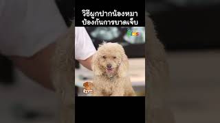 วิธีผูกปากน้องหมา ป้องกันการบาดเจ็บ #Shorts