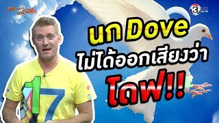 นก Dove ไม่ได้ออกเสียงว่า โดฟ !!