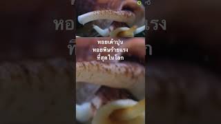 #สำรวจโลก #สารคดี #สารคดีสำรวจโลก #doxzilla #animals #หอยเต้าปูน #สารคดีสัตว์