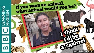Voxpop - If you were an animal, what animal would you be?