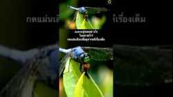 กดแผ่นเสียงเพื่อดูสารคดีเรื่องเต็ม #สำรวจโลก #สารคดี #สารคดีสัตว์ #doxzilla