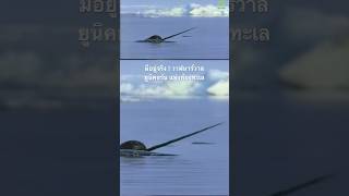 #สารคดี #สำรวจโลก #doxzilla #animals #สารคดีสัตว์ #สารคดีสัตว์โลก  #วาฬนาร์วาล #ยูนิคอร์น