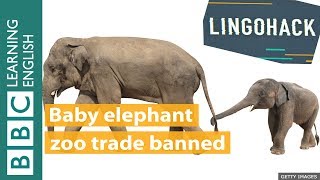 Baby elephant zoo trade banned: Lingohack