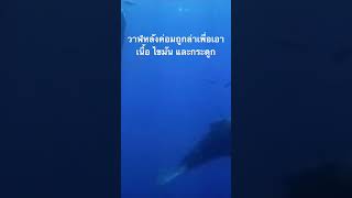 ดูสารคดีเต็ม กด Created from @nextstepwave #สำรวจโลก #doxzilla #สารคดี #วาฬหลังค่อม