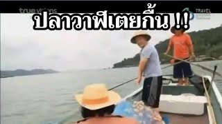 ขมอย ! ปลาวาฬเตยกื้น ! โผดผาน ! ฝรั่งพูดไทย