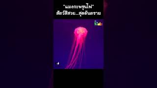 "แมงกะพรุนไฟ" สัตว์สีสวย..สุดอันตราย #Shorts