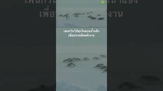 #สารคดี #สำรวจโลก #doxzilla #สารคดีสัตว์ #สารคดีสัตว์โลก #เพนกวิน