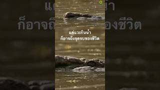 #สำรวจโลก #doxzilla #สารคดี #สารคดีสัตว์ #จระเข้