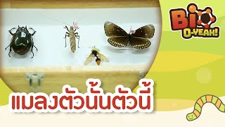 แมลงตัวนั้นตัวนี้ | Bio O-YEAH! [Mahidol Kids]