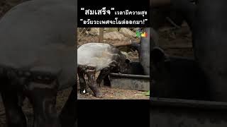 "สมเสร็จ" ตอนมีความสุข จะเป็นแบบนี้... #Shorts