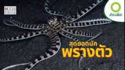นักแปลงร่างแห่งมหาสมุทร | สารคดี สำรวจโลก ตอน ความลับของหมึกยักษ์