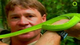 สารคดี สำรวจโลก ตอน ป่าดึกดำบรรพ์