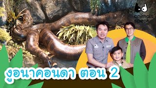 งูยักษ์ อนาคอนดา ตอน 2 | Animals Speak [by Mahidol Kids]