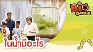 ในน้ำมีอะไร | Bio O-YEAH! [Mahidol Kids]