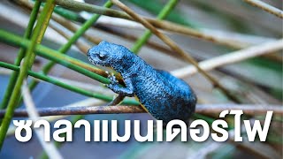 สารคดี สำรวจโลก ตอน ซาลาแมนเดอร์ไฟ  ตอนที่ 2