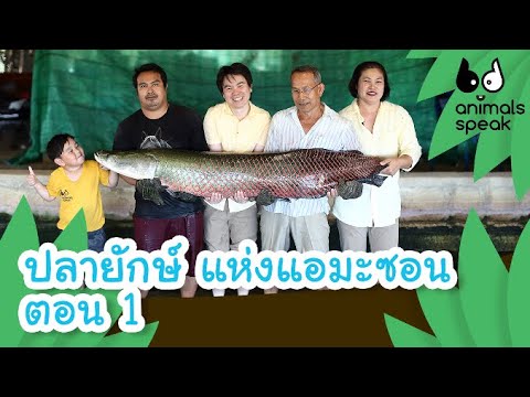 ปลายักษ์ แห่งแอมะซอน ตอน 1 | Animal Speak [by Mahidol Kids]