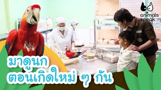 มาดูนกตอนเกิดใหม่ ๆ กัน | Animals Speak [Mahidol Kids]