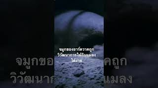 #สำรวจโลก #doxzilla #สารคดีสัตว์ #ตัวกินมด