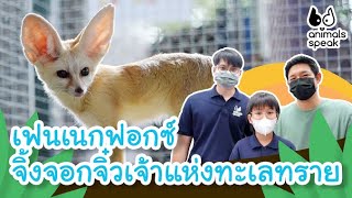 เฟนเนกฟอกซ์ จิ้งจอกจิ๋วเจ้าแห่งทะเลทราย | Animals Speak