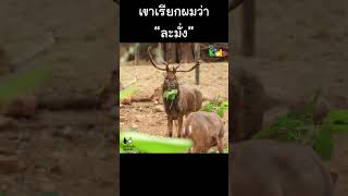 เขาเรียกผมว่า “ละมั่ง” #Shorts