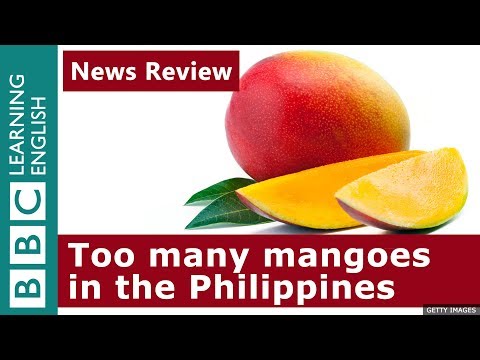 Mango surplus in the Philippines: News Review