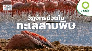 ตัวไหนคือผู้อยู่รอดในทะเลสาบพิษแห่งแอฟริกา | สารคดี สำรวจโลก