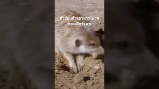 #doxzilla #สำรวจโลก #สารคดี #สารคดีสัตว์ #เมียร์แคท
