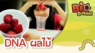 DNA ผลไม้ | Bio O-YEAH! [Mahidol Kids]