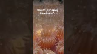 ดูสารคดีเต็ม กด Created from @nextstepwave #สำรวจโลก #ดูสารคดี #doxzilla #ประการัง